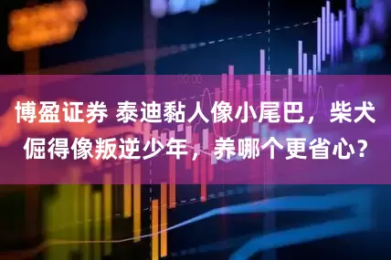 博盈证券 泰迪黏人像小尾巴，柴犬倔得像叛逆少年，养哪个更省心？